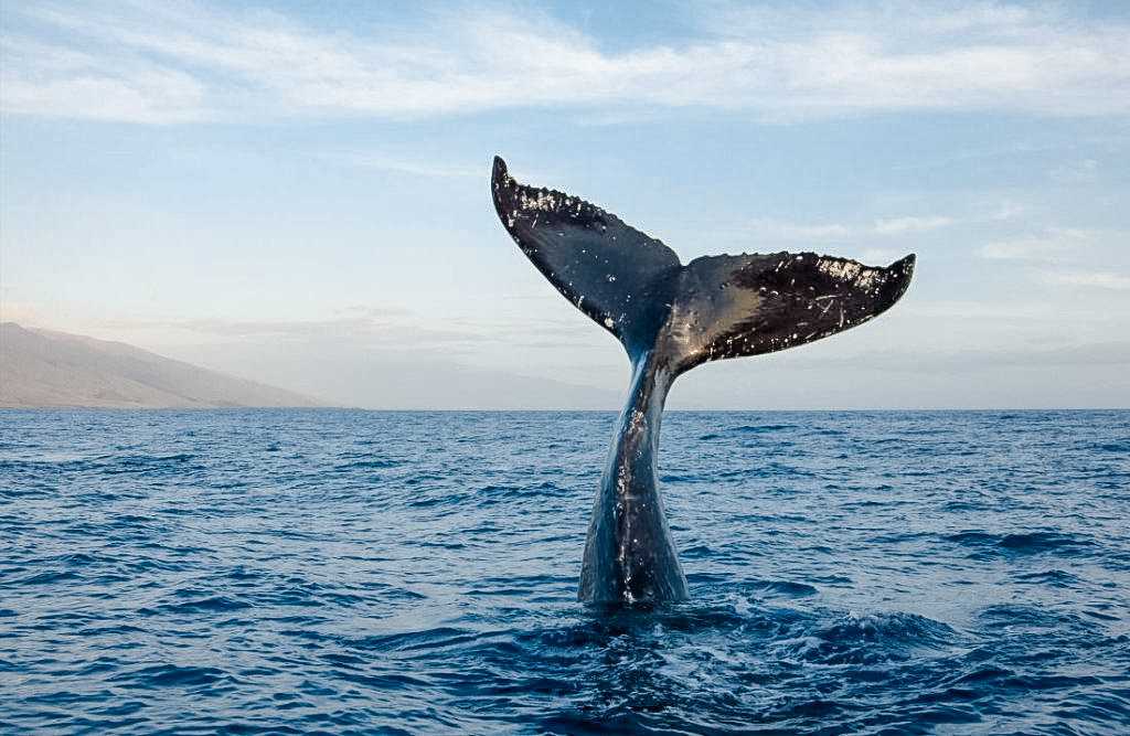 Эксклюзивный тур в Териберку: незабываемые встречи с китами