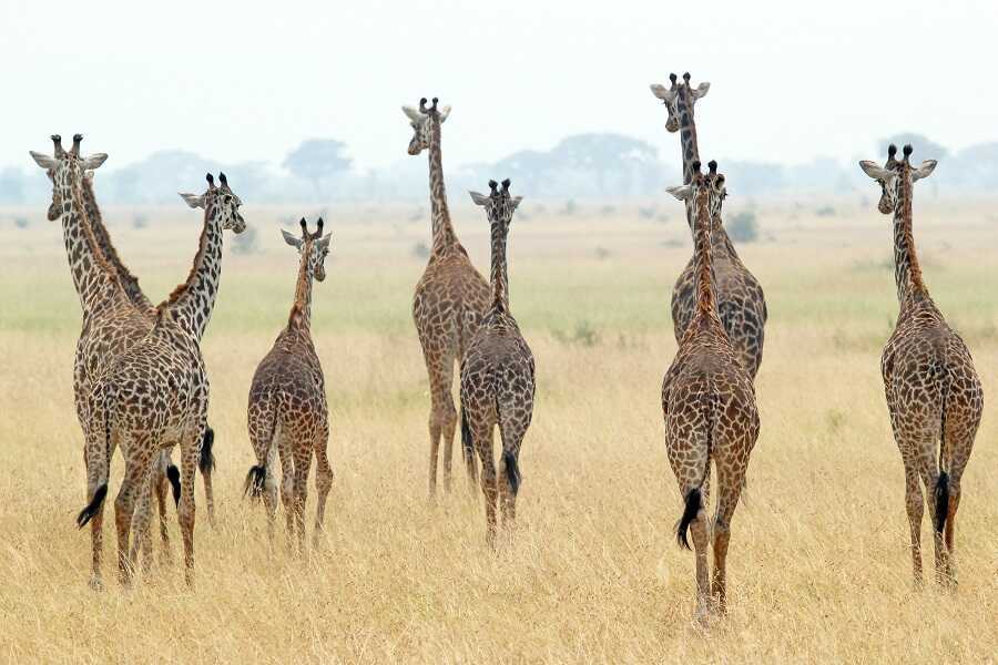 Парк Нгоронгоро: лучшее место для сафари