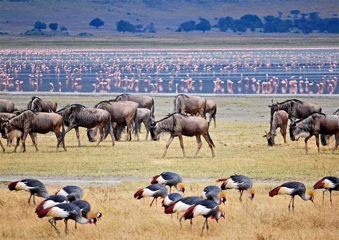 Идеальный туристический маршрут по Танзании: от сафари в национальных парках до отдыха на берегу Индийского океана
