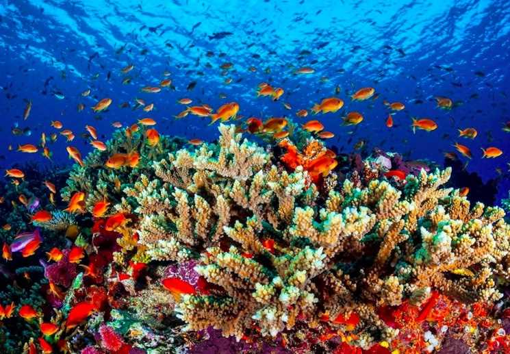 Погружение в мир Океана: почему океан туризм становится все более популярным