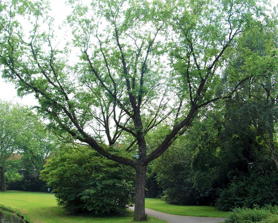 Дару-дару: самое объемное дерево